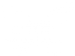 butterfly-50