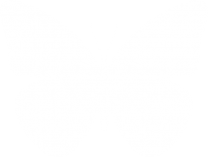 butterfly-WHITE